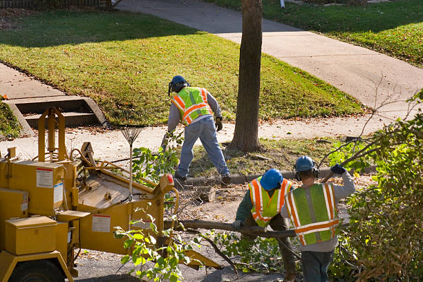 Professional Tree Services in Boerne, TX